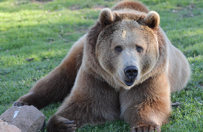 Lions, Tigres and Bears