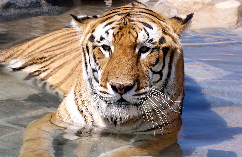 Raja-tiger-at-Lions-Tigers-&-Bears-San-Diego-nonprofit-exotic-animal-rescue-donations-volunteers-needed