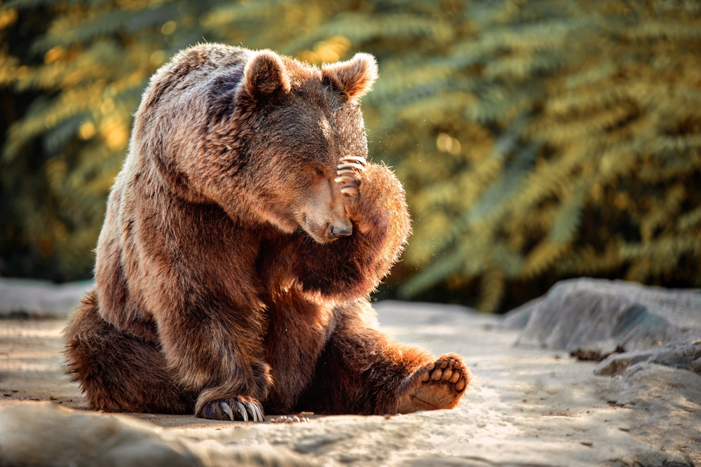 Bears and Their Keen Sense of Smell - Lions Tigers and Bears