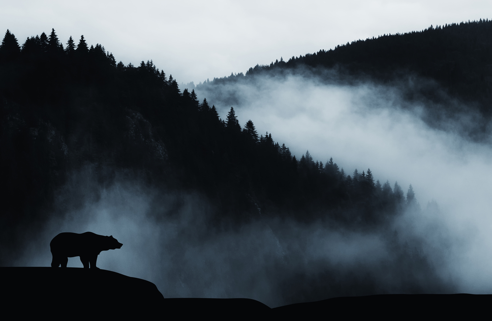 Why Bears Should Remain in their Natural Environment - Lions Tigers and