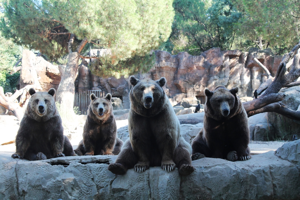 a) Drop bear in its habitat, (b) drop bear attacking prey, (c) two