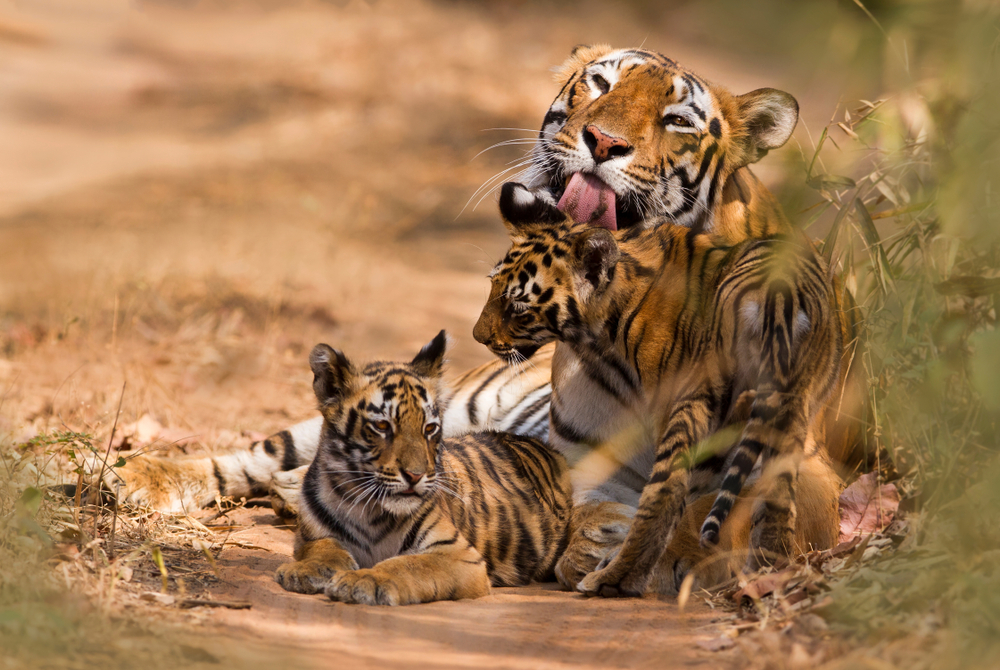 Royal Bengal Tiger with cub highlighting the need for tiger conservation and the harmful impact on genetic diversity