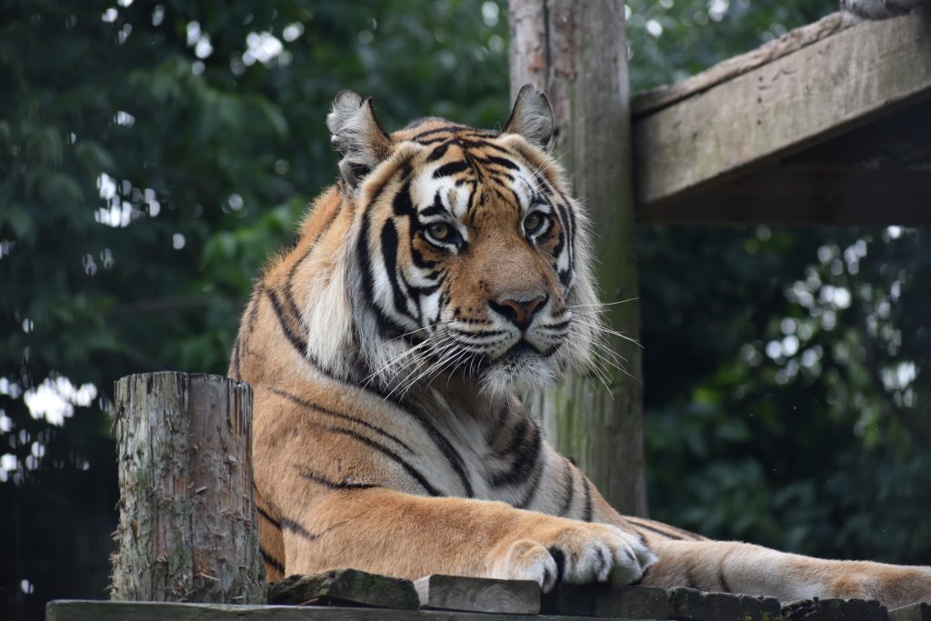 Tiger at a wildlife sanctuary emphasizing the importance of supporting reputable exotic cats conservation