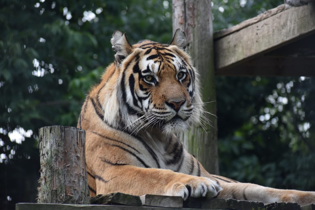 Bengal Tiger, Prestigious For Both