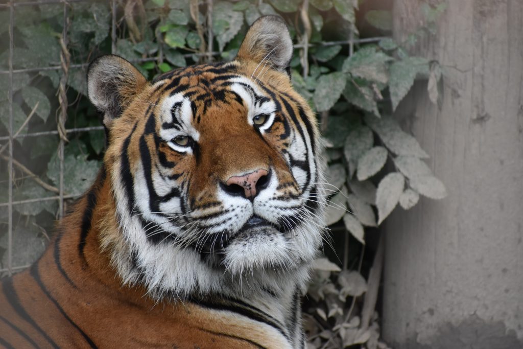 Tiger at an animal sanctuary showcasing efforts to aid abused exotic cats