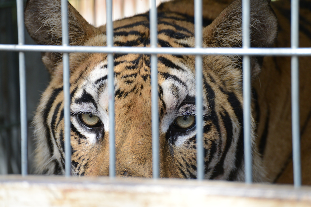 Tiger caged due to breeding farms impacting tiger conservation and their natural habitats