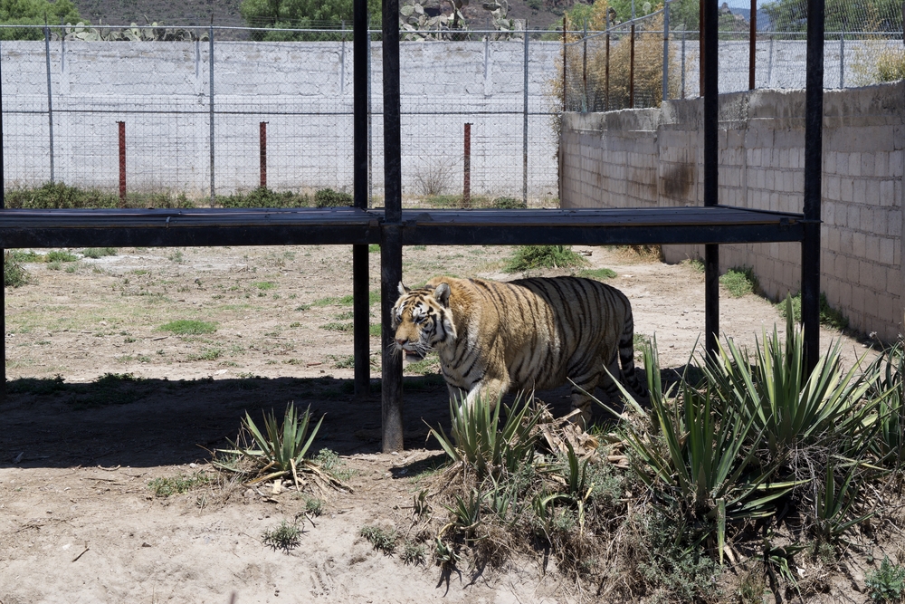 Yellow tiger in sanctuary highlighting tiger conservation and its environmental consequences