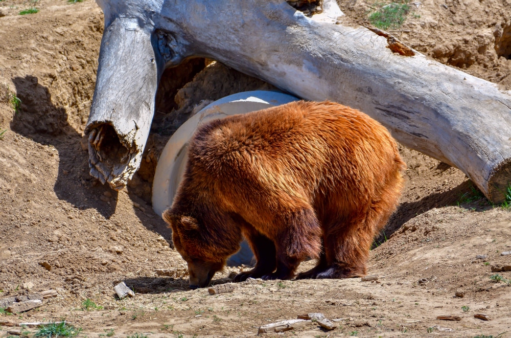 Grizzly bear enjoying lunch in a designed habitat prioritizing natural environment animal well-being and safe wildlife enclosures