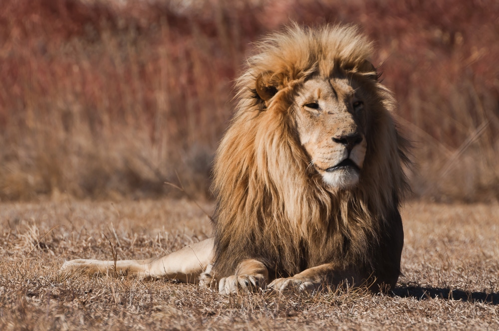 Lion in an exotic animal sanctuary showcasing habitat design for natural environment and animal well being