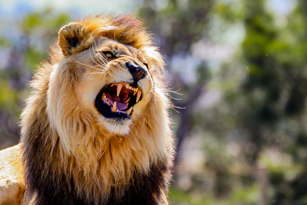 Lions roar as a form of communication and territorial calls featuring a male lion with an impressive mane