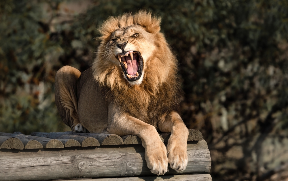 Lions roar for communication and to aid conservation efforts depicting a wild lion in mid roar