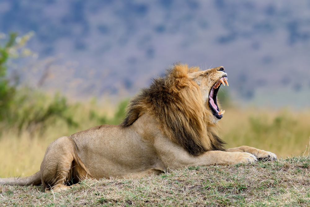 Lions roar to communicate showcasing animal behavior with a closeup of a lion mid roar
