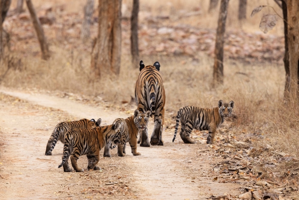 Royal Bengal tiger with cubs highlighting tiger threats and conservation efforts by Lions Tigers & Bears