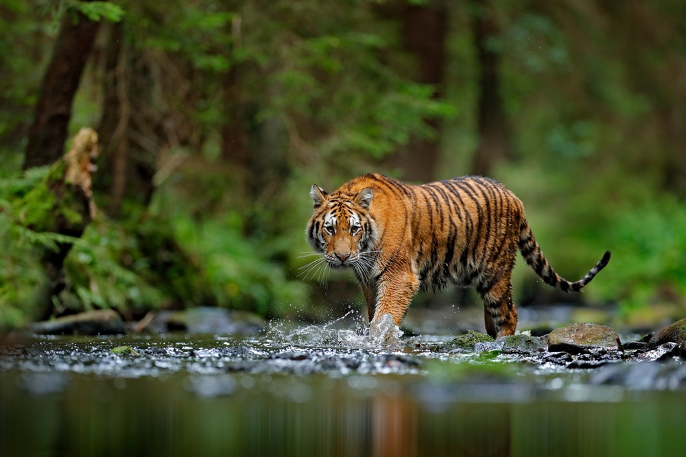 Tiger facing threats while walking in a forest stream highlighting the need for conservation efforts