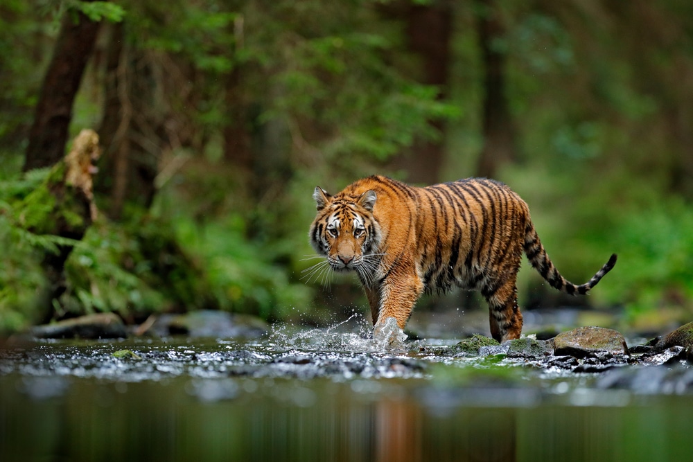 Conservation news on Tigers