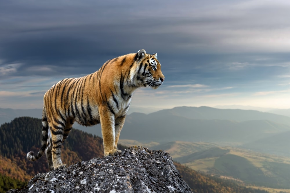 Tiger threats are increasing emphasizing the importance of conservation efforts showcasing an adult tiger standing on a rock with evening mountain backdrop