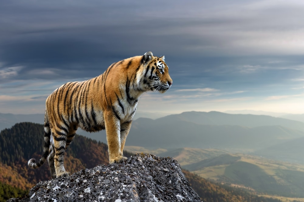 Climate change threatens wild tigers' habitat