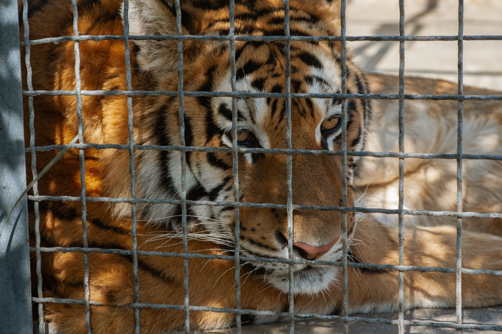 Tiger threats are prevalent with wild tigers often found in zoo cages highlighting the need for increased conservation efforts