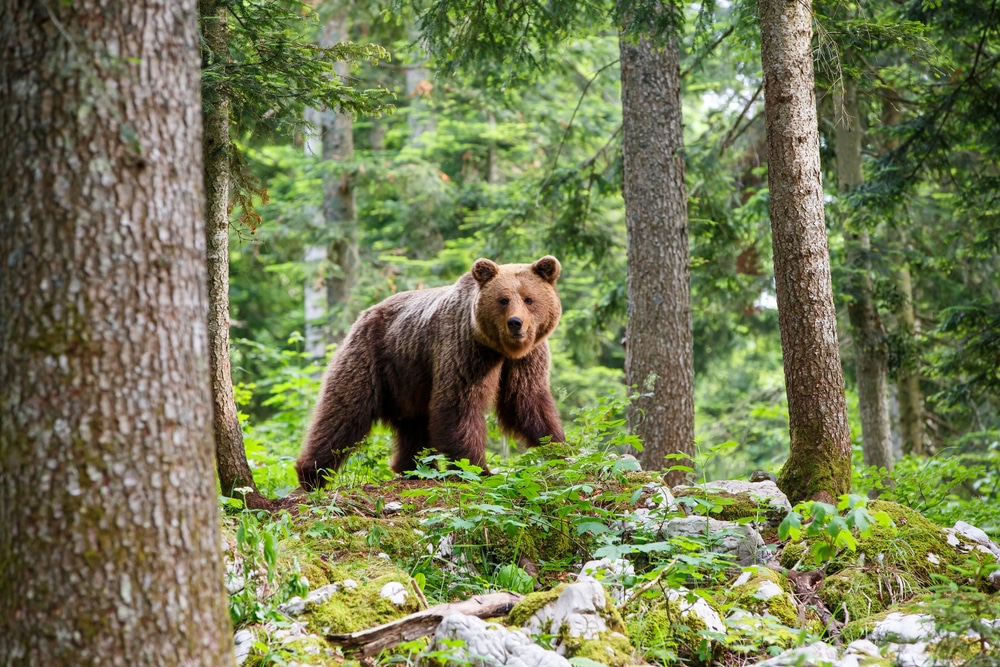 Animal communication in bear research includes understanding growls and moans depicted by a close encounter with a wild brown bear eating in the forest