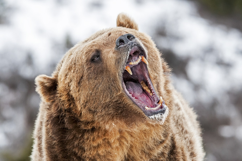 Bear vocalizations capture animal communication through growls and moans illustrating a grizzly issuing a warning