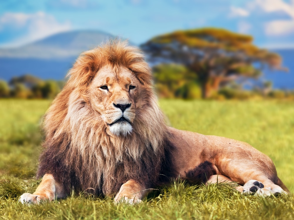 Lion on savannah grass illustrating the significance of mane for mating dominance and as health indicators