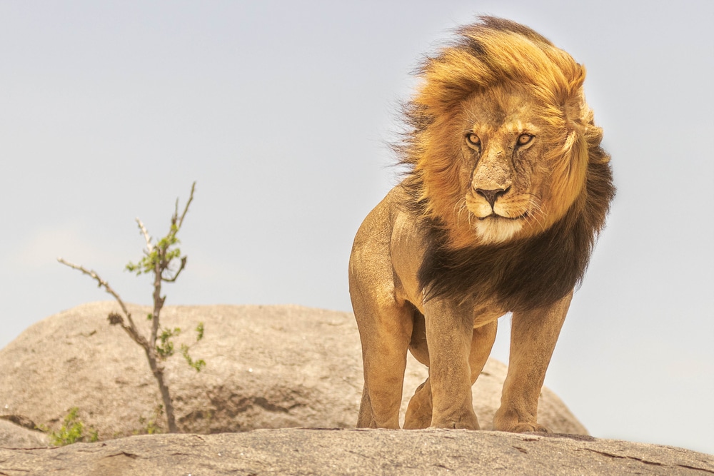 Lions mane showcasing its life cycle and significance in mating and dominance depicted as the Lion King of the African jungle