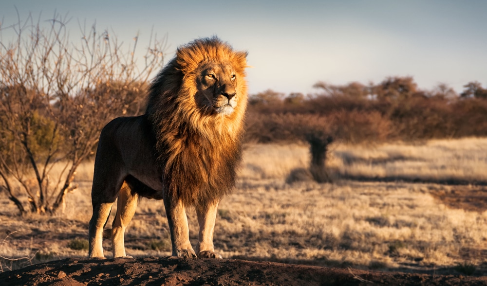 Regal lion standing proudly on a hill showcasing the significance of its mane in its life cycle and in mating and dominance