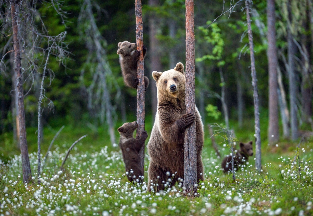 She bear and cubs among white flowers highlighting the importance of understanding growls and moans for bear research and human bear interactions