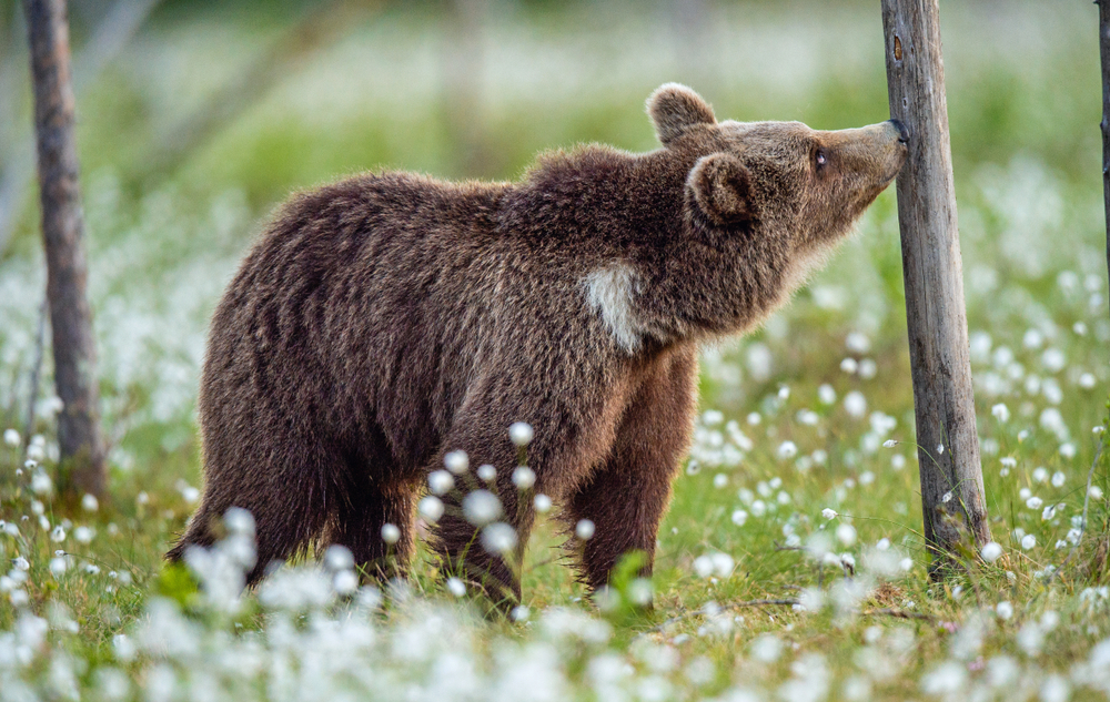 Bear showcasing its olfactory abilities highlighting its keen sense of smell used in hunting and foraging in a summer pine forest