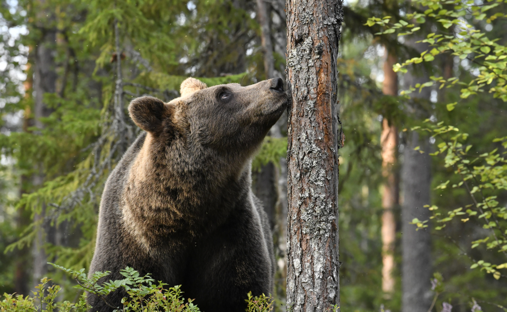 Bear sniffing a tree demonstrating hunting and foraging habits hibernation patterns and the importance of conservation efforts in a summer pine forest