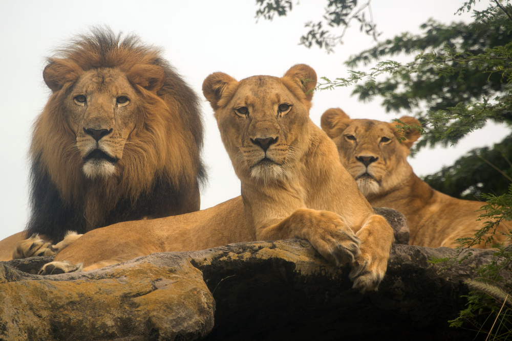 The Role of Territory and Dominance in Lion Behavior - Lions Tigers and