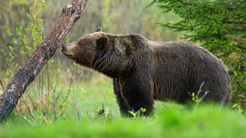 Large brown bear ursus arctos demonstrates its acute sense of smell crucial for hunting foraging and hibernation as it sniffs and marks its territory in a spring forest