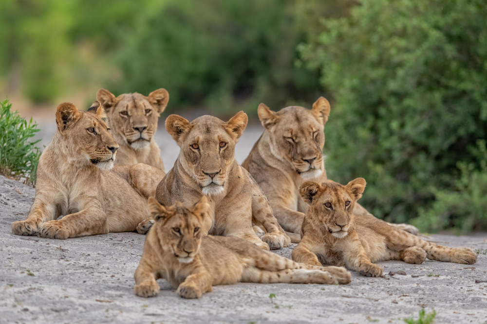 Lion pride dynamics and roles showcasing a lion family with cubs relaxing together