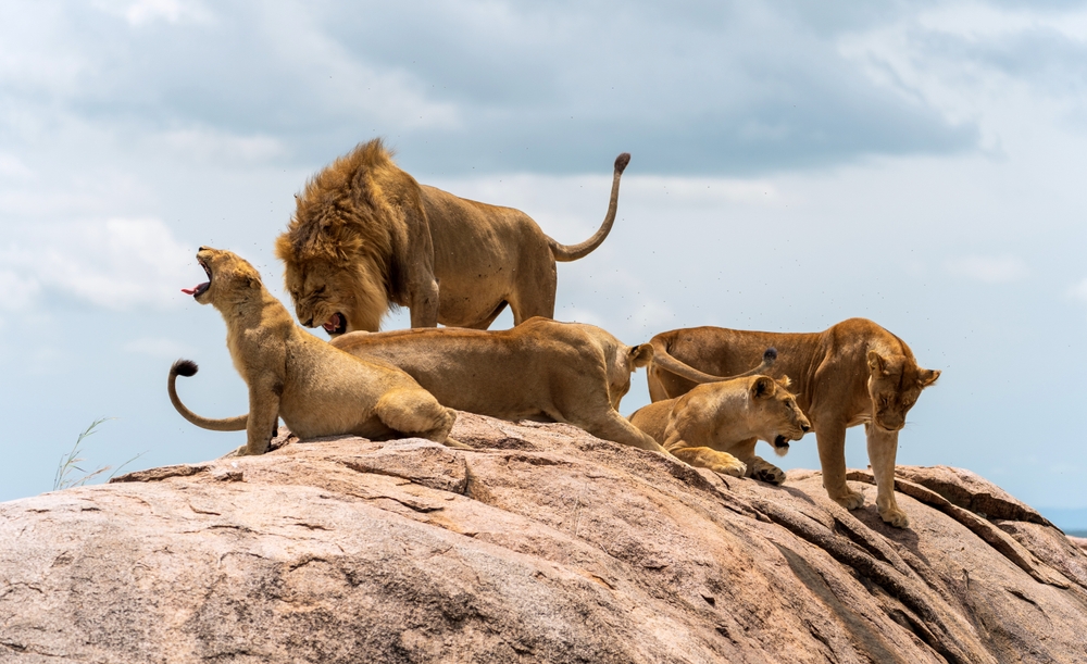 Lion pride showcasing pride dynamics and the roles of lions with a group sitting on a rock roaring