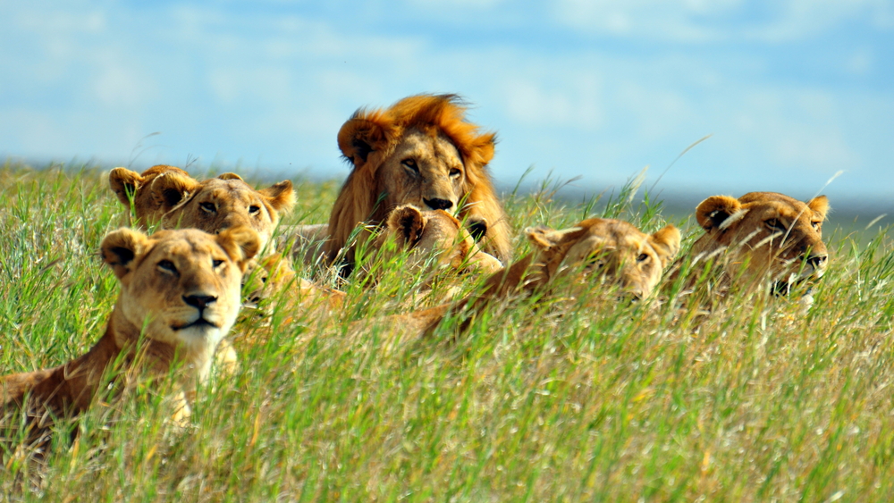 Roles of lions in cub upbringing and family ties illustrated by a lion pride soaking up the sun