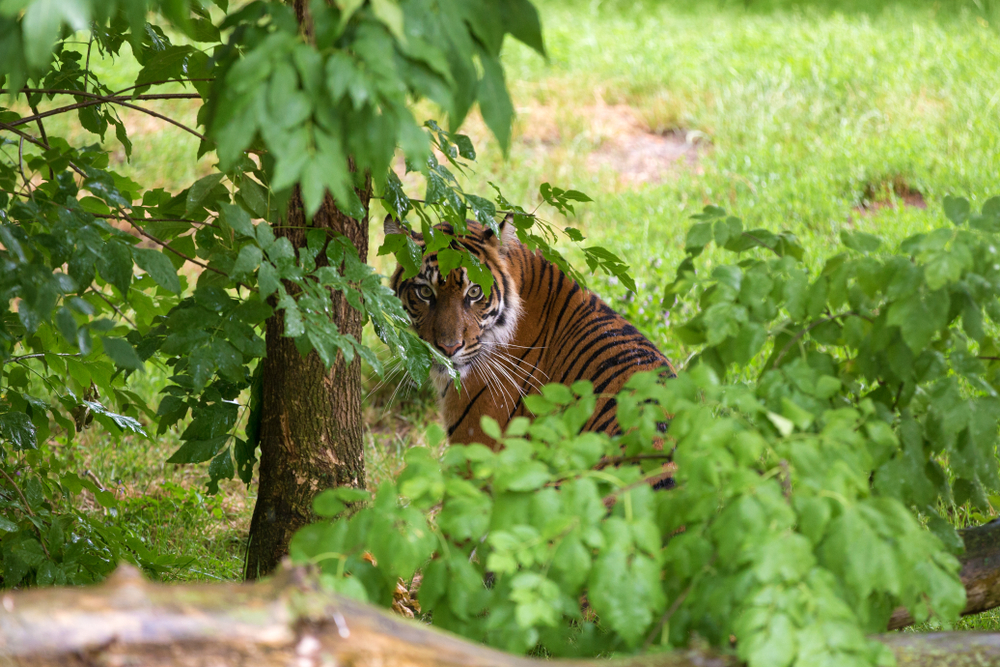 Survival instincts demonstrated through a young tigresss distinctive coat and unique markings as she stands hidden in the rainforest looking around frightened