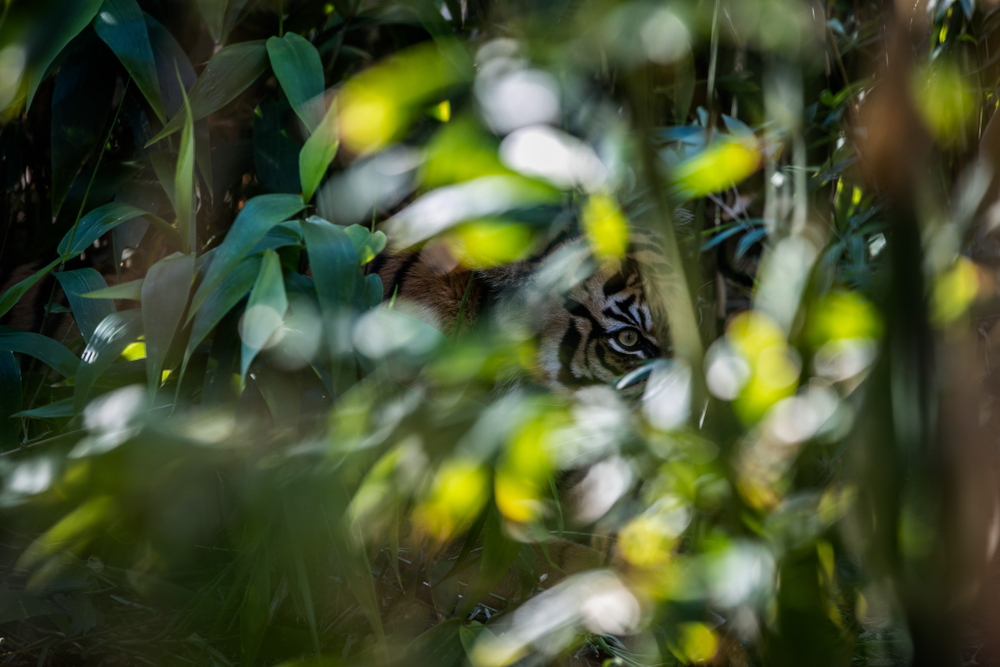 Tiger camouflage in its natural habitat demonstrating survival instincts while hiding in a bush
