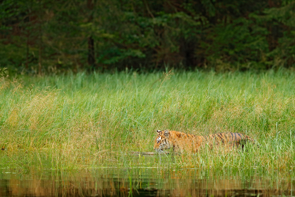 tiger in its natural habitat showcasing survival instincts with its distinctive coat walking in a river with water grass