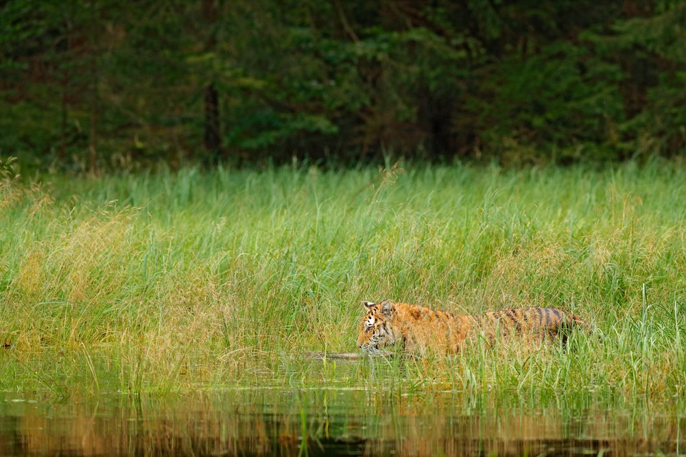 Six Notorious Tiger Poachers Have Been Caught in the Act — Species Unite