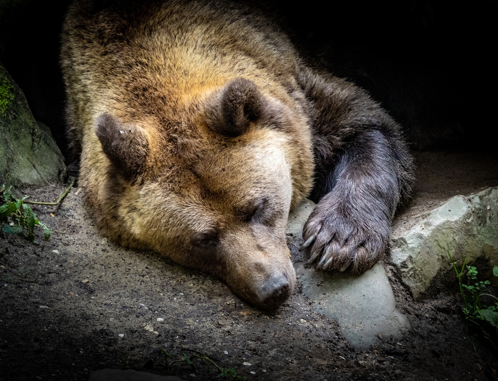 Bear rituals observed in sleeping big brown bear during hibernation preparation and foraging behavior in a cave