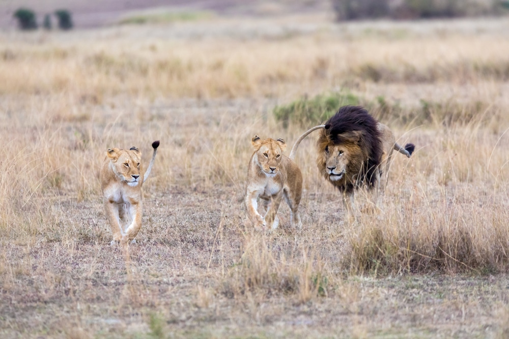 dominant-male-lion-pride-leadership-territorial-behavior-raising-cubs-genetic-diversity-exotic-animal-sanctuary-San-Diego-CA-Alpine-California-Lions-Tigers-and-Bears-non-profit-wildlife-rescue-Bobbi-Brink