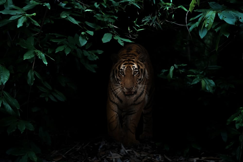 nocturnal-tigers-hunting-strategies-territorial-patrols-sensory-adaptations-tiger-conservation