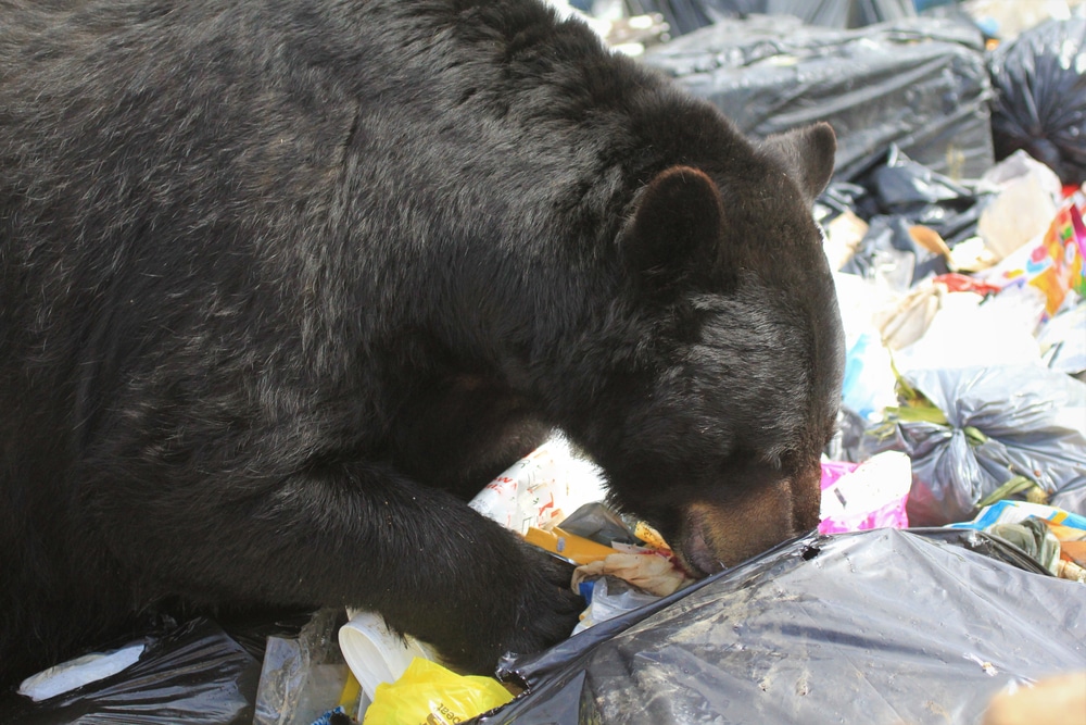 Impact of environmental changes on bear rituals foraging behavior and hibernation preparation observed in black bear visiting garbage disposal