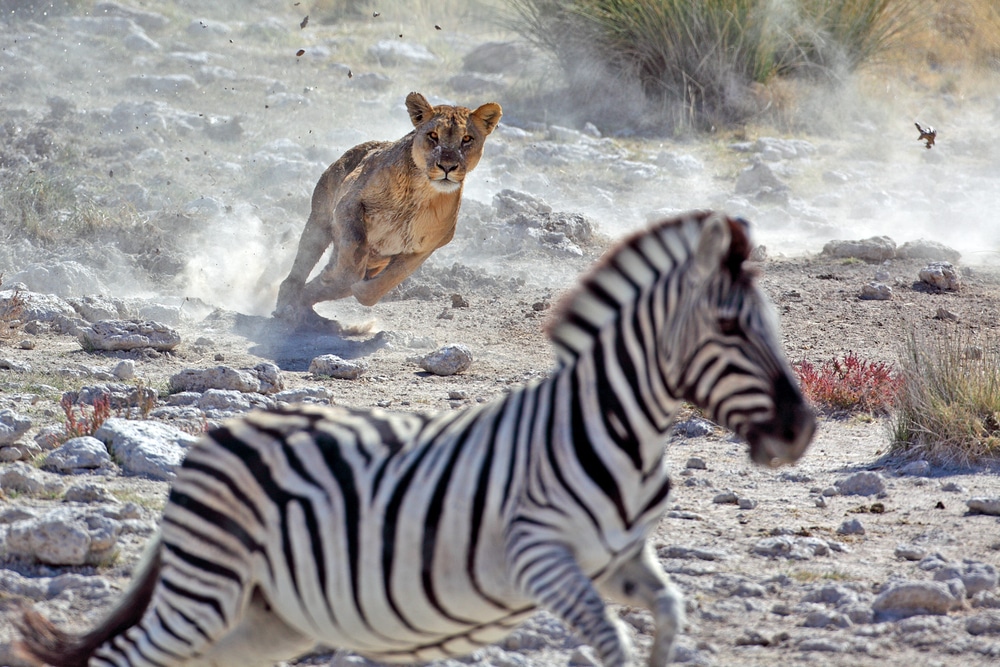 lioness-role-in-pride-hunting-zebra-survival-importance-social-bonds-survival-skills