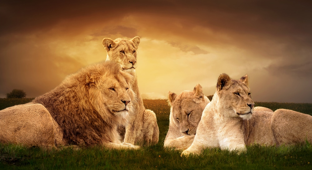 lion-prides-African-Savanna-at-sunset-male-lion-female-lioness-and-their-cubs-social-structure-cooperative-hunting-communal-cub-care-emotional-well-being