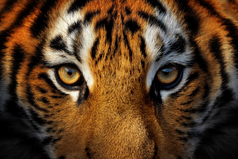 Panthera-tigris-night-time-activities-behavioral-observation-stealth-tactics-tigers-night-vision-poaching-prevention