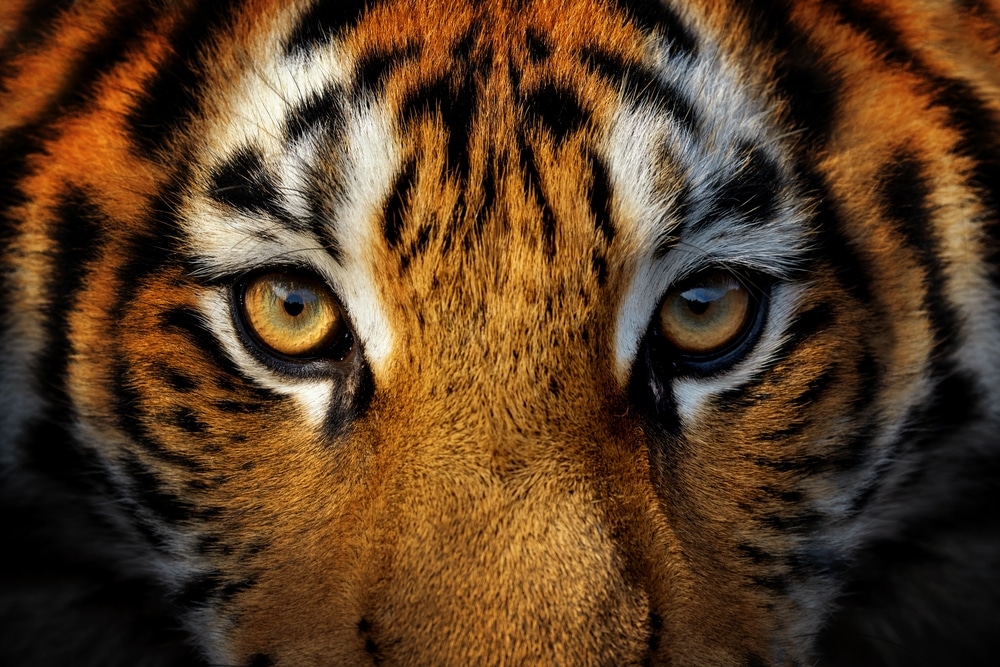 https://www.lionstigersandbears.org/wp-content/uploads/2023/12/Tigers-Enhanced-Vision-At-Night-Hunting-Behaviors_2201985921.jpg