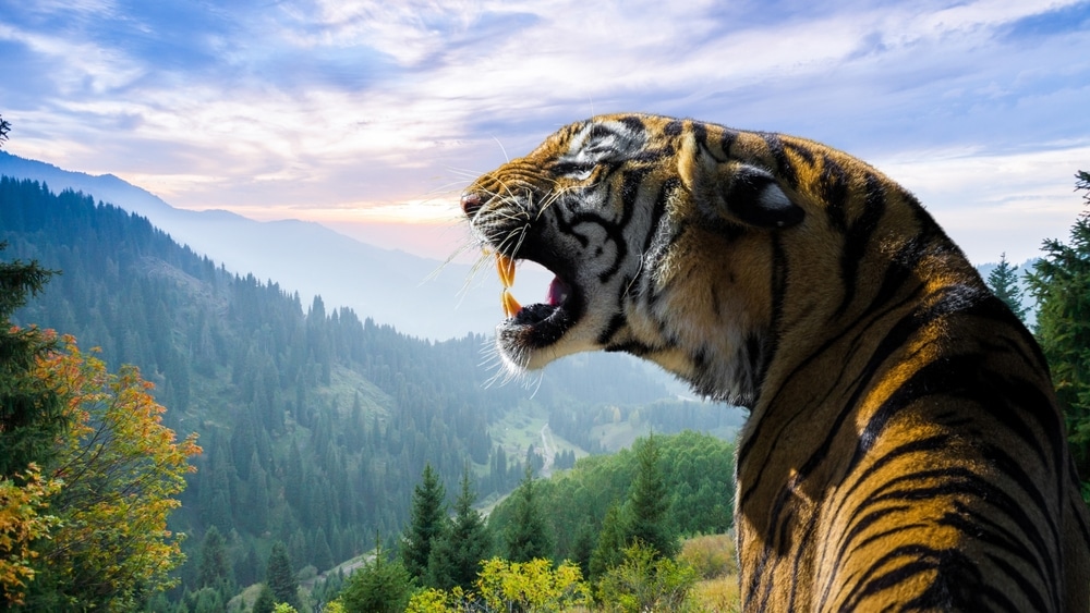 majestic-tiger-in-nature-a-day-in-the-life-social-behavior