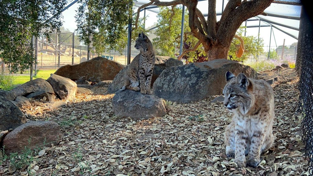 bobcat-habitat-rescue-sanctuary-San-Diego-CA-world-animal-protection-benefits-of-wildlife-conservation-current-captive-animal-welfare-standards-preserving-wild-environments