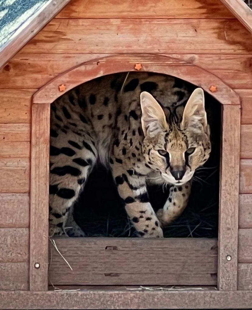 Denali-Serval-cat-rescue-San-Deigo-California-Southern-Africa-small-mammals-can-a-serval-cat-kill-a-human-small-head-white-spots-servals-height-serval-diet